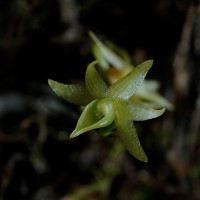 Angraecum